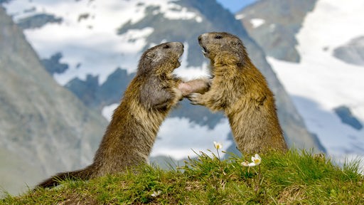 Zwei Murmeltiere in den Alpen 