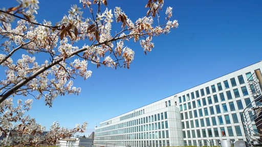 WDR Vierscheibenhaus mit Frühlingsblüten